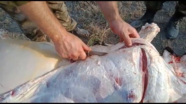 Нож "Клетчатый" сталь 440С. Разделка бычка. смотреть онлайн