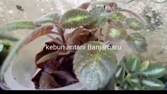 Finally,, episcia lilacina bluenile muncul lagi смотреть онлайн