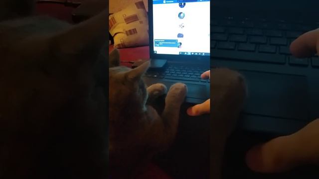 Нанял кота на работу! Деловой кот 🐈 смотреть онлайн