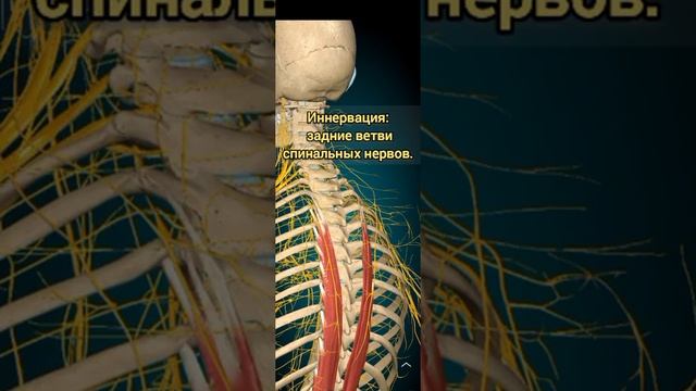 длиннейшая мышца груди/начало. иннервация. прикрепление. действие.