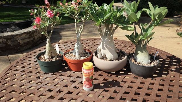 Update growing Adenium Obesum vs Arabicum vs Thai Socotranum - how to grow the Desert Rose смотреть онлайн