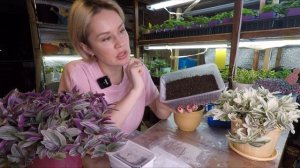 КАЛЬЦИОЛЯРИЯ ИЗОЛЕПСИС ПОСЕВ СЕМЯН НА РАССАДУ