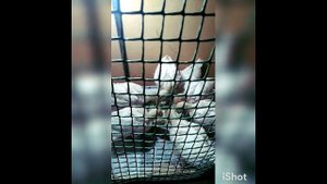 Наши первые индюшата, 17 дней.