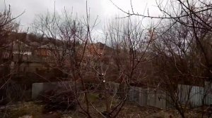 Обрезка вишни  Формировка кроны небольших деревьев