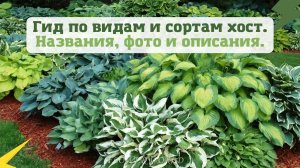 Гид по видам и сортам хост.?☘?