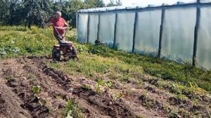 Мотоблок Фермер 909 MSL. Копка картофеля. #мотоблок #плуг #техника