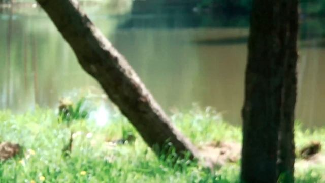 СОХРАНИМ ЛЕС! УБЕРЁМ ЗА СОБОЙ! смотреть онлайн