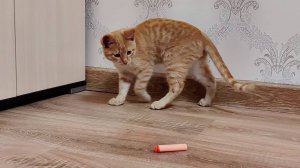 Котенок потерял игрушку.