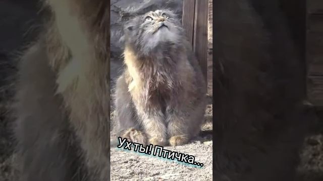Ух ты, птичка!