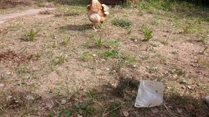 Охота на куриц