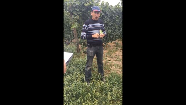 Виноград, готуємо до зими, укриття, полив | Яскрава Клумба