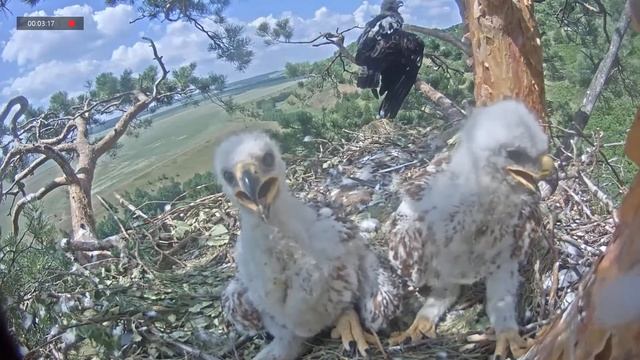 28.06.2021 11:03 Гнездо Солнечных Орлов снова на связи))) смотреть онлайн