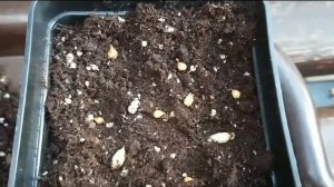 Ошибки в уходе и подборе грунта для кислиц.