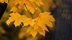 Осень, клён, листопад, деревья, видео осень листопад. Autumn, maple, leaf fall