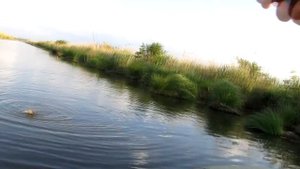 ловля карася на удочку с боковым кивком