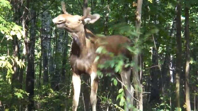 Лось в Сокольниках-2 смотреть онлайн