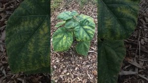 Проблемы на листьях Павловнии. Болезни Павловнии