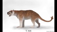 Thylacoleonids: The Marsupial Lions