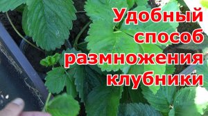 Самый лучший способ размножения клубники (садовой земляники) усами - ЗКС.