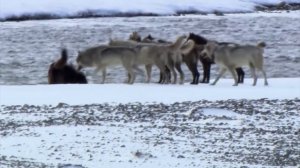 Волк-одиночка в деле! На что способен командный хищник БЕЗ стаи?