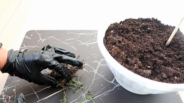 Как вырастить ШИКАРНЫЕ ЦВЕТЫ своими руками