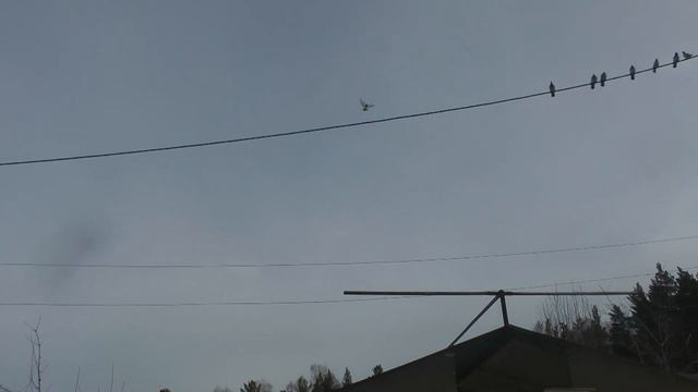 Посадка молокана смотреть онлайн