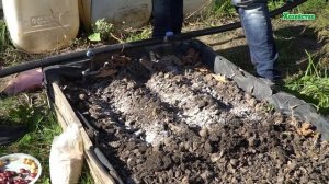 Когда и как сажать лук под зиму? Тонкости и хитрости посадки.