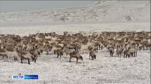 Перепись в нацпарке Берингия