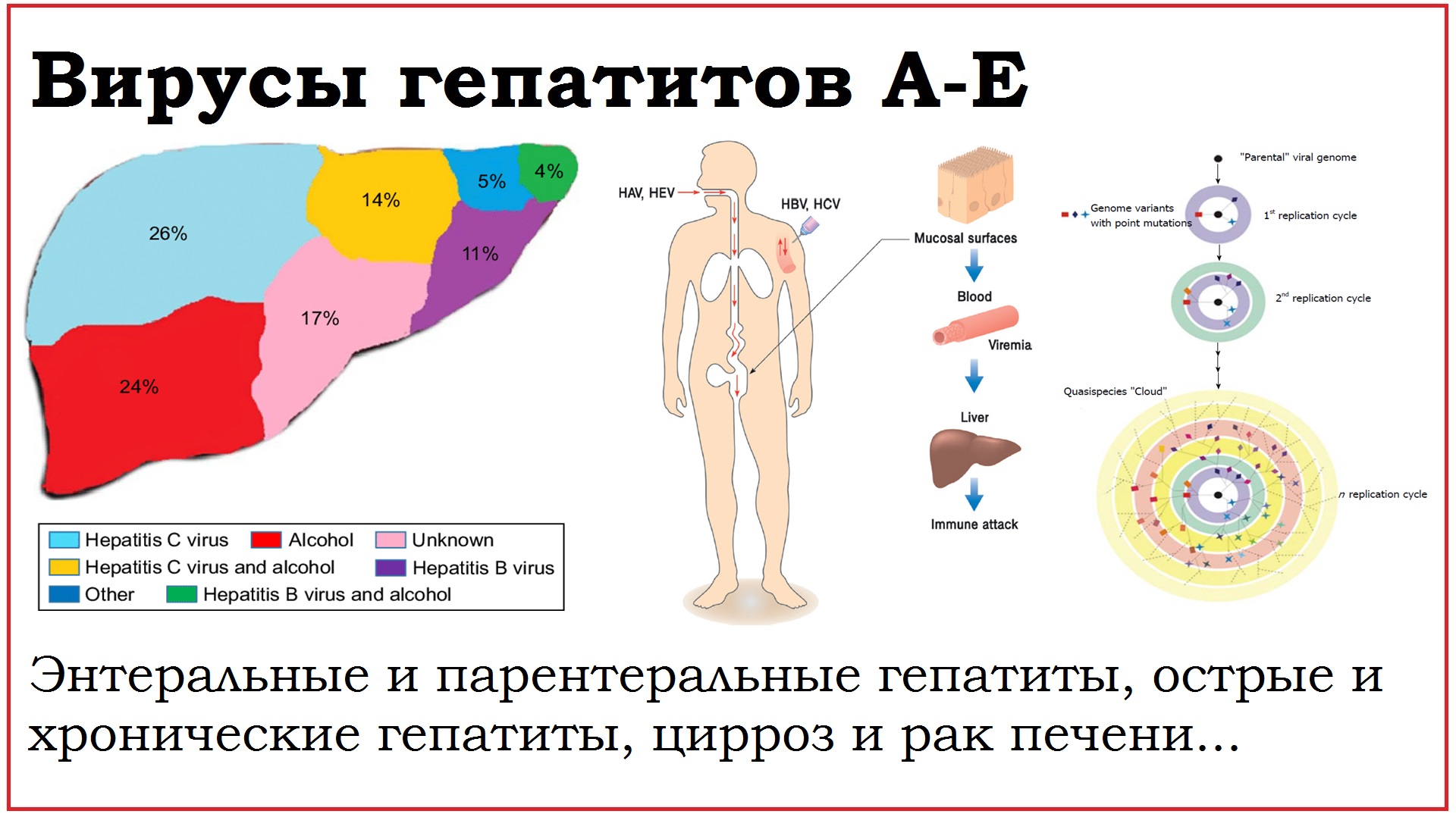 58. Вирусы гепатитов A-E