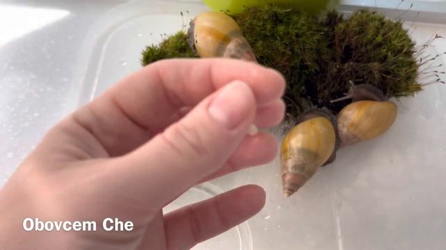 ТРЕНИРОВОЧНАЯ КЛАДКА У АХАТИНЫ | ПОКАЗЫВАЮ СВОИХ УЛИТОК ТИГРОВ смотреть онлайн