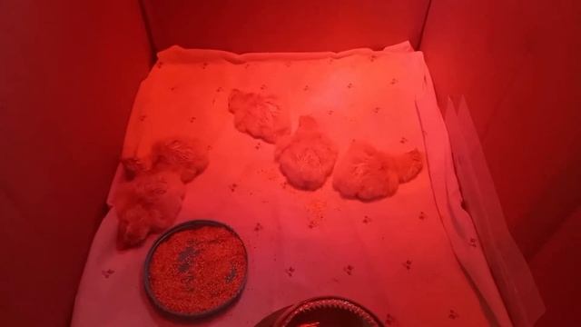 Что делать с цыплятами сразу после вылупления смотреть онлайн