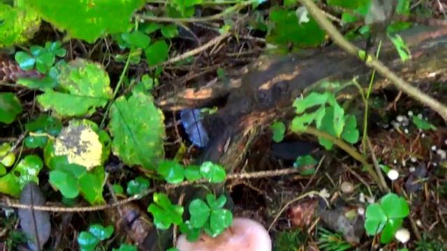 Рядовка фиолетовая. Популярные съедобные народные грибы. смотреть онлайн