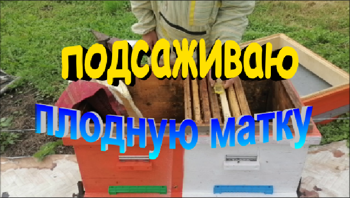 Подсаживаю молодую плодную матку смотреть онлайн