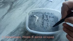 ВЫ САЖАЛИ В САДУ, ОГОРОДЕ БАЛЬЗАМИН ТОМ САМБ! КАК ВЫРАСТИТЬ БАЛЬЗАМИН ИЗ СЕМЯН, ВСХОДЫ НА 3 ДЕНЬ
