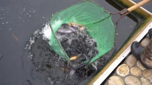 Пересаживаю мальков форели из садка в пруд