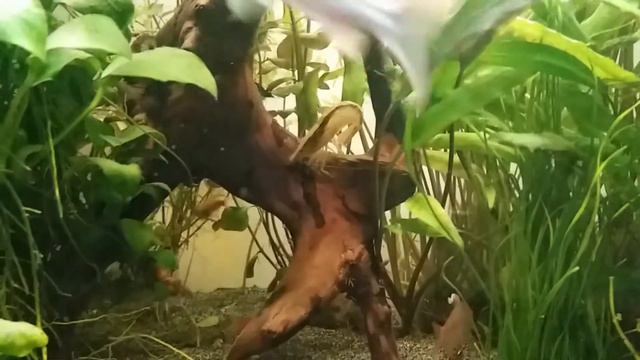 Банановая креветка скребет корягу