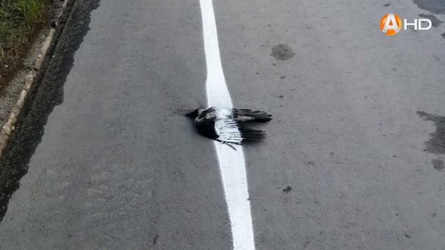 Чудеса в Никеле: дорожная разметка по вороне, а «зебра» уводит в кусты смотреть онлайн