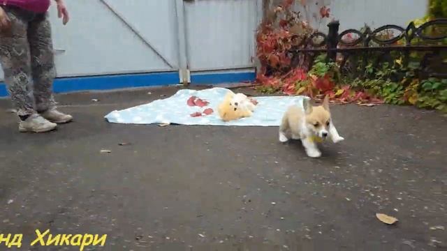 Щенки вельш корги пемброк Х-помет Фрай Винд возраст 54 дня первая прогулка