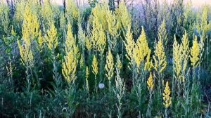 КОРОВЯК МЕТЕЛЬЧАТЫЙ.  ( VERBASCUM LYCHNITIS)  ВСТРЕЧА В ДИКОЙ ПРИРОДЕ. Полезные растения.