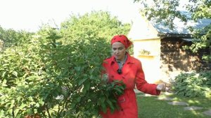Как ухаживать за гортензиями летом
