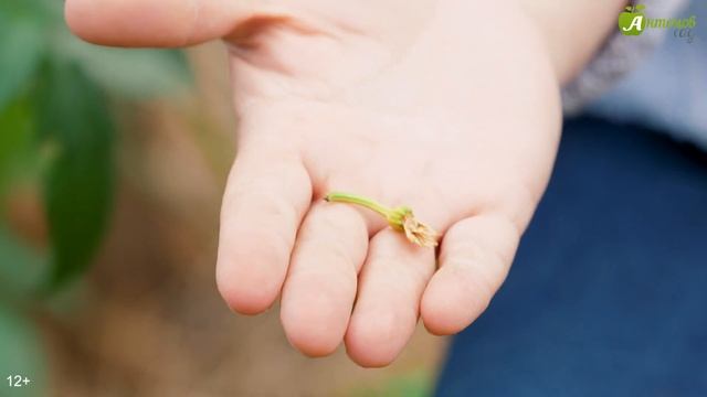 Летние подкормки в саду и огороде. Используем водорастворимые удобрения. смотреть онлайн
