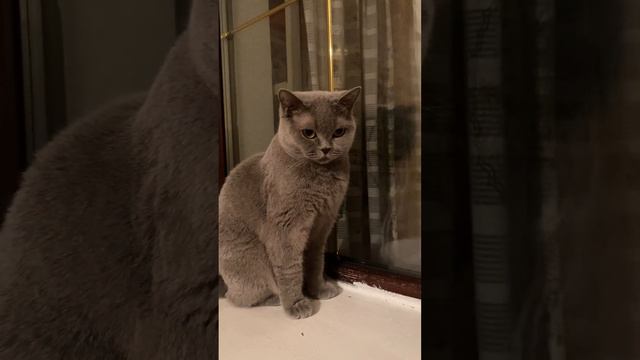Британская кошка #британскаякошка #видеоскотами