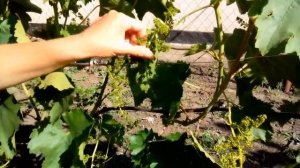 Уход за виноградом перед цветением