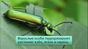 Жук  нарывник . Химическое оружие в вашем огороде.