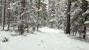 11.12.22 В заснеженный лес за уснеей с собаками. Кошки на печке. Тку коврик.