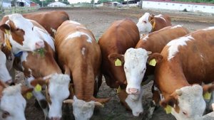 Ферма коров  / Дети кормят коров и телят