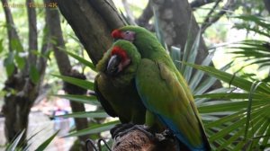 Wildlife 4K - Woodpecker, Macaw, Parrot with Nature Sounds | Amazing Relaxing Music 2023