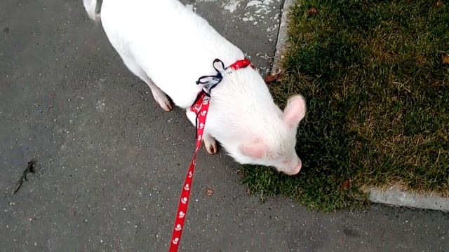 Прогулка с минипигом Нюшей?