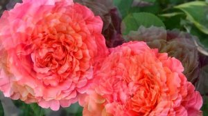 ? 10 Лучших Современных Сортов Элитных ЧАЙНО- ГИБРИДНЫХ Роз ???