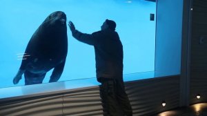 Тюлень общается с охранником  Московский зоопарк  Февраль 2023